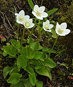 Parnassia palustris.