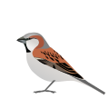 Great Sparrow