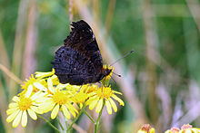 Underside