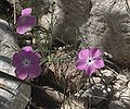 Three-seed Phlox, still Carlsbad Caverns NP