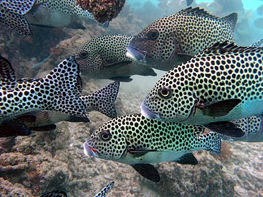 Spotted Sweetlips