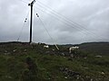 Sheep in Poolewe