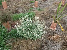 A green plant with white flowers amongst recently planted trees in 2017