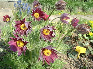 Pulsatilla vulgaris var. rubra