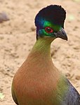 Close-up of front and head plumage