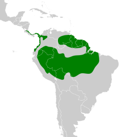 Distribución geográfica del cotinga querula.