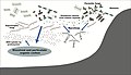 Image 43 Roles of fungi in the marine carbon cycle Roles of fungi in the marine carbon cycle by processing phytoplankton-derived organic matter. Parasitic fungi, as well as saprotrophic fungi, directly assimilate phytoplankton organic carbon. By releasing zoospores, the fungi bridge the trophic linkage to zooplankton, known as the mycoloop. By modifying the particulate and dissolved organic carbon, they can affect bacteria and the microbial loop. These processes may modify marine snow chemical composition and the subsequent functioning of the biological carbon pump. (from Marine fungi)