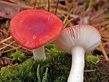 "Russula emetica"