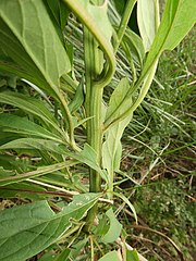 葉柄の基部は茎に流れて狭い翼になる。