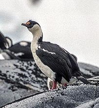 Cormoran impérial (Leucocarbo atriceps)