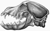 Lateral view of a dog skull, jaw opened