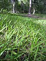 Stenotaphrum secundatum (St. Augustine Grass)