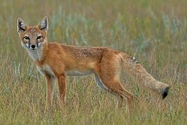 Vulpes velox