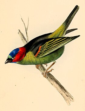 Ilustração do macho da saíra-militar (Tangara cyanocephala), retirada da obra A selection of the birds of Brazil and Mexico: the drawings (1841), por William John Swainson.