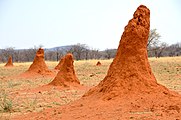 Termite mound in Namibia