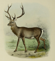 Illustration of Kashmir stag.