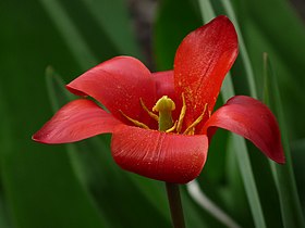 Tulipe rouge