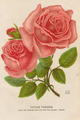 Rose ‘Victor Verdier’ (1859)