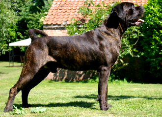 Brown brindle