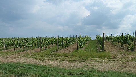 Vignes à Moncaup.