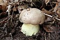 !Boletus radicans!