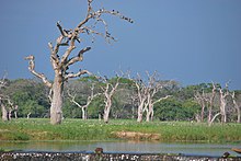 A water stream and dead trees in a wetland