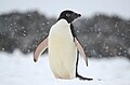 Adelie penguin in the Yalour Islands