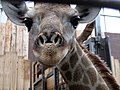 Junggiraffe