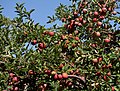 Malus