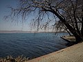 Platanes au bord de l'eau à Dojran.