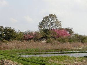 廢除後的前波站月台全景(2017年4月)