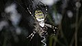 Argiope bruennichi