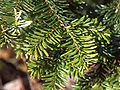 Most firs are inbetween the two extremes of flat and radial, with an intermediate arrangement, often with longer leaves at the sides, and shorter leaves above the shoot; here, A. mariesii in Japan