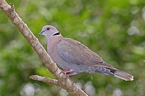 S. d. shelleyi, Gambia