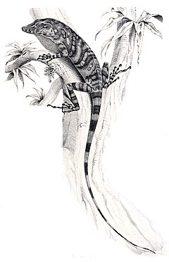 Description de l'image Anolis insignis.jpg.