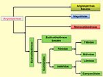 Sistema de clasificación APG III