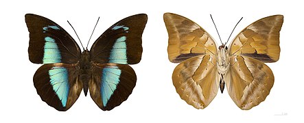 Museum specimen ♂ Both sides