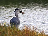 Ardea cinerea che si ciba di un pulcino di Gallinula chloropus