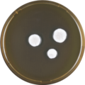 Aspergillus arxii growing on MEAOX plate