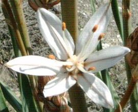 თეთრი ასფოდელო (Asphodelus albus)