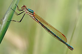 Самка Austrolestes cingulatus