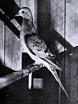 Live female passenger pigeon in the 1890s