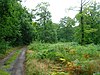 Church Woods, Blean