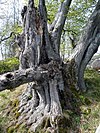 inzwischen tote Hutebuche an der Rother Kuppe (2007)