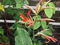 Canna paniculata