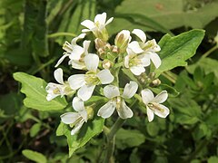 萼片の外面に毛が生える。花はこの属のなかでは大きい。雄蕊は6個、雌蕊は1個ある。