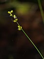 Осока тонкая (Carex disperma)