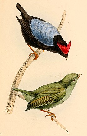 Ilustração do macho (acima) e da fêmea (abaixo) do tangará-falso, retirada da obra A selection of the birds of Brazil and Mexico: the drawings (1841), por William Swainson