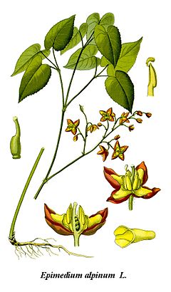 Description de l'image Cleaned-Illustration Epimedium alpinum.jpg.