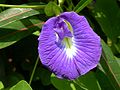 The shape of the Clitoria flowers has inspired the name of the genus